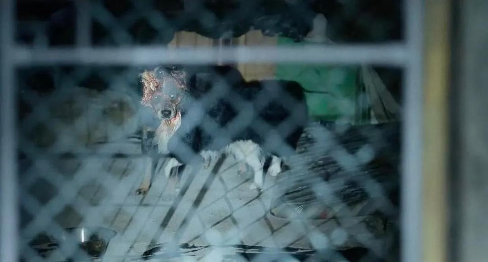 2025年第一奇片来了，尺度逆天到不敢呼吸